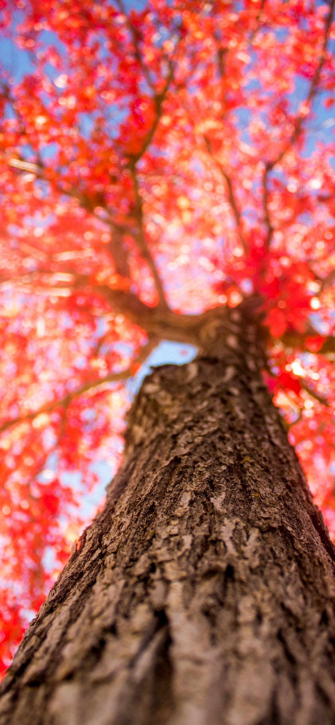 下から見上げた綺麗な紅葉の1170 x 2532 / スマホ壁紙