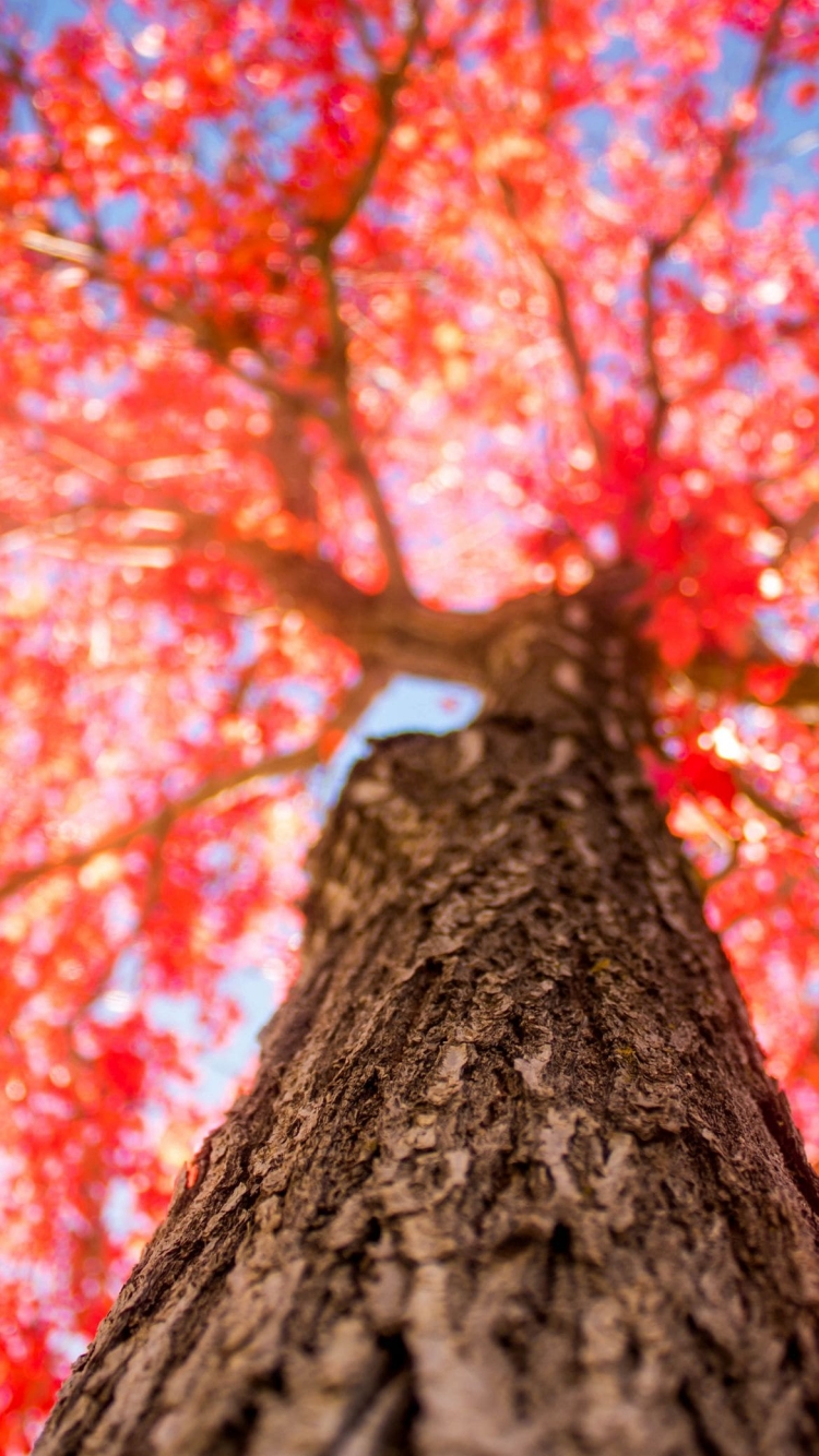 下から見上げた綺麗な紅葉の750 x 1334 / スマホ壁紙