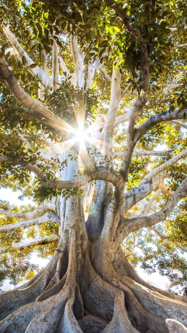 アメリカ カリフォルニアの大木 木漏れ日の750 x 1334 / スマホ壁紙
