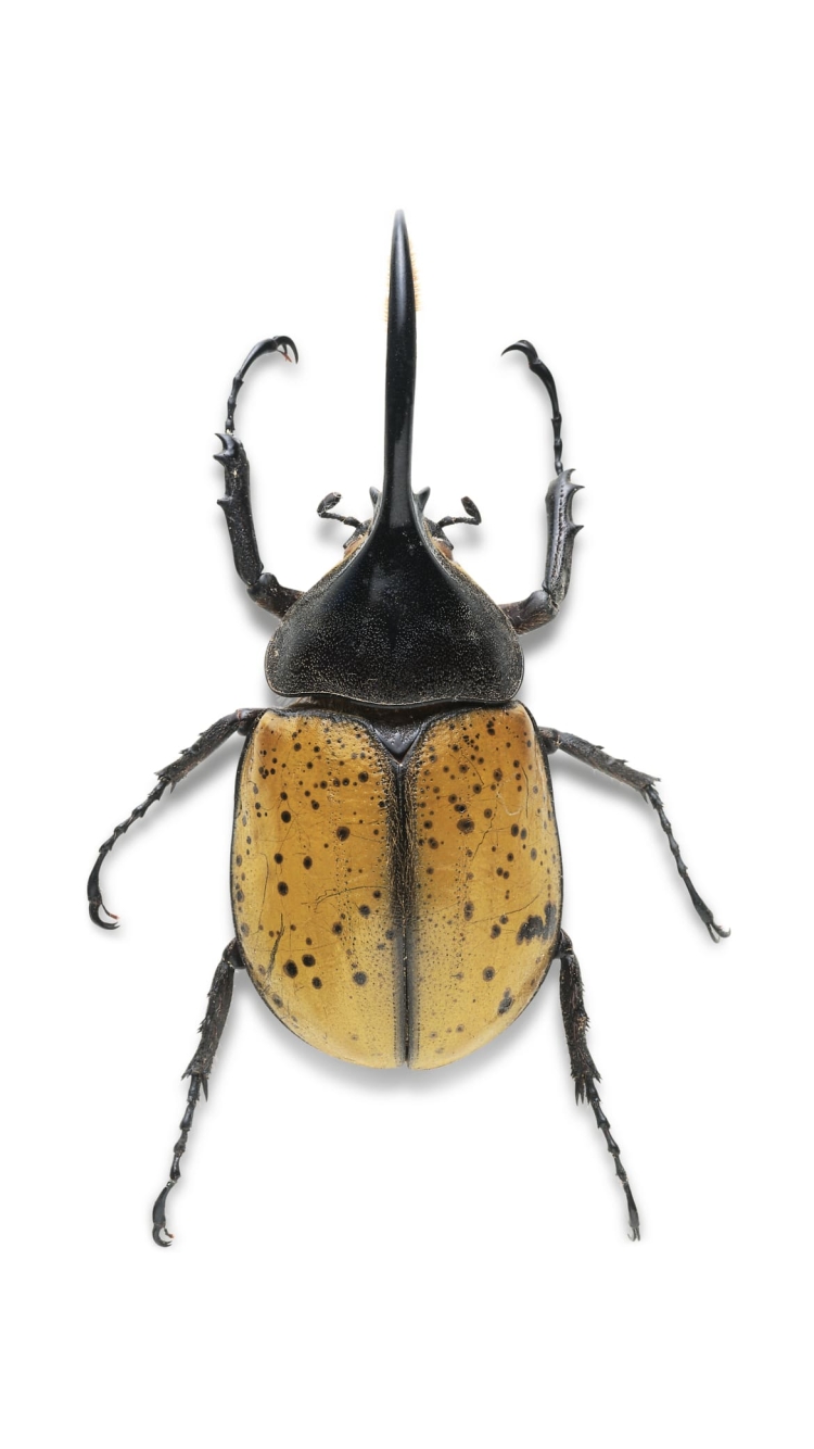 ヘラクレスオオカブトの750 x 1334 / スマホ壁紙