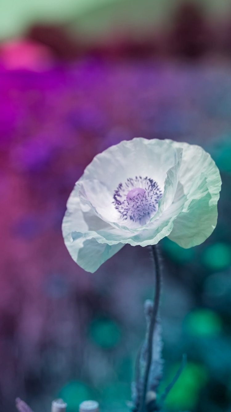白・青の花の750 x 1334 / スマホ壁紙