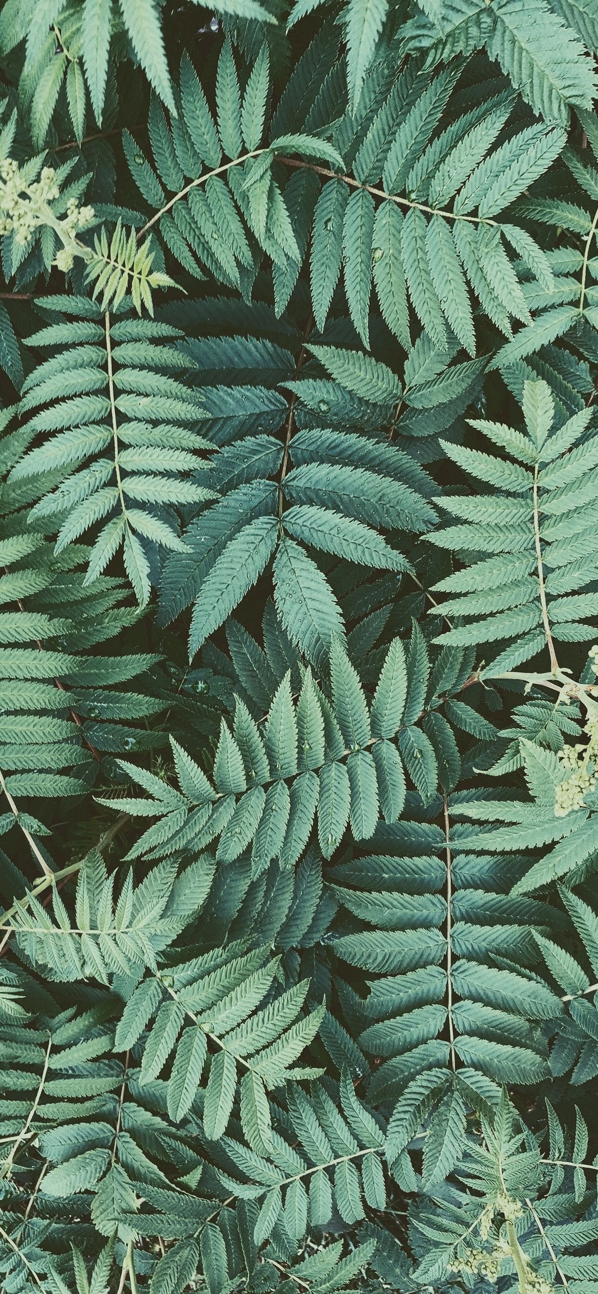 緑のシダの葉の1170 x 2532 / スマホ壁紙