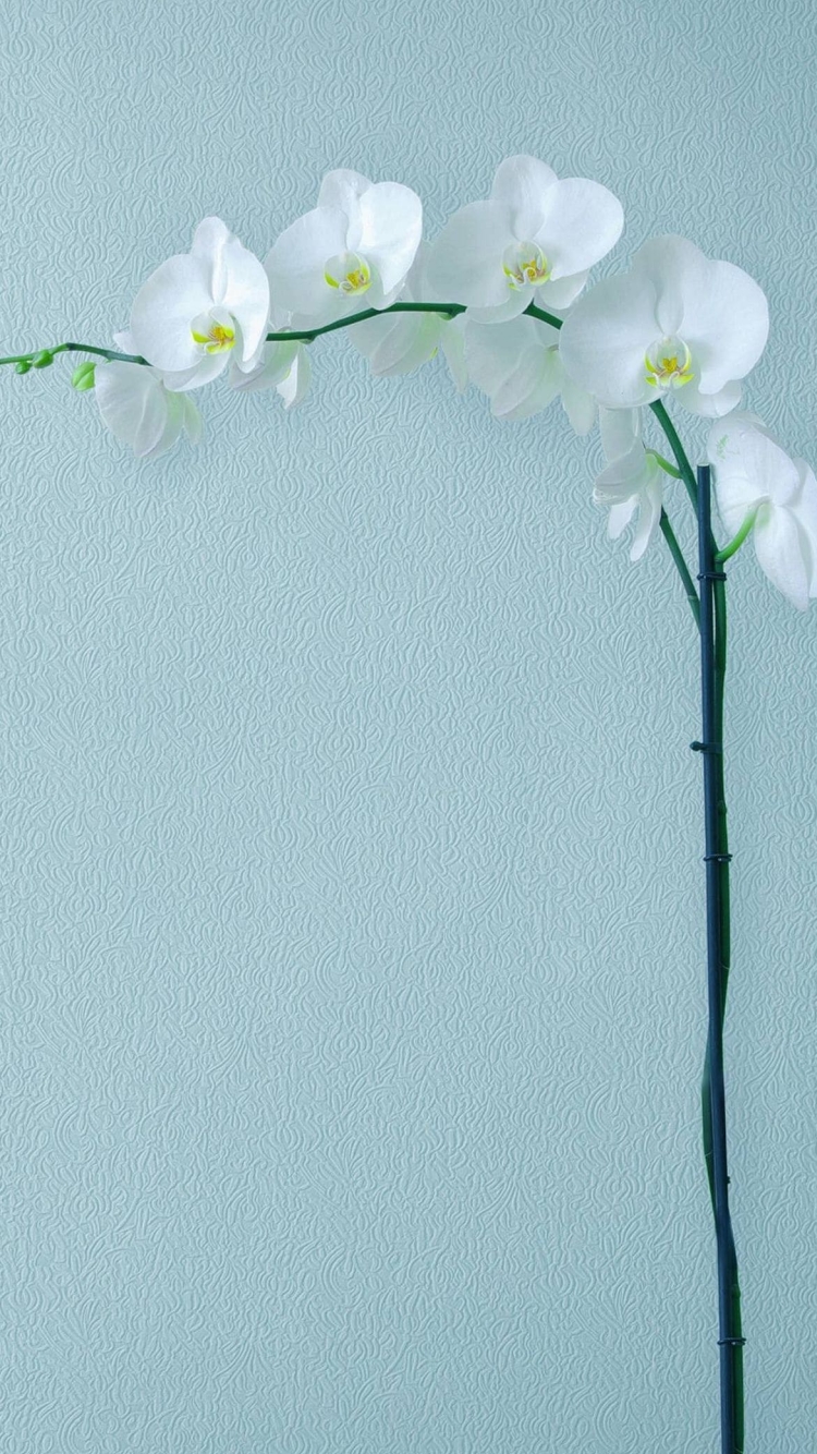 壁と白い花の750 x 1334 / スマホ壁紙