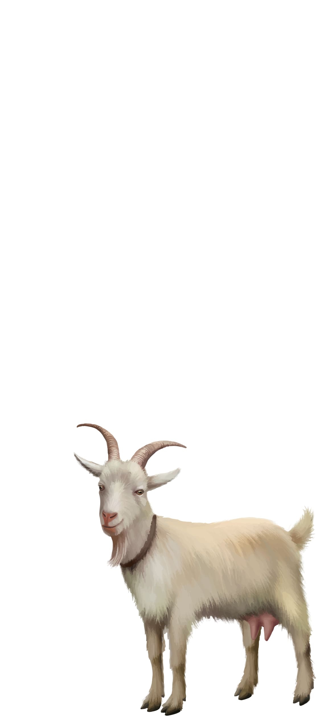 白い山羊の1170 x 2532 / スマホ壁紙
