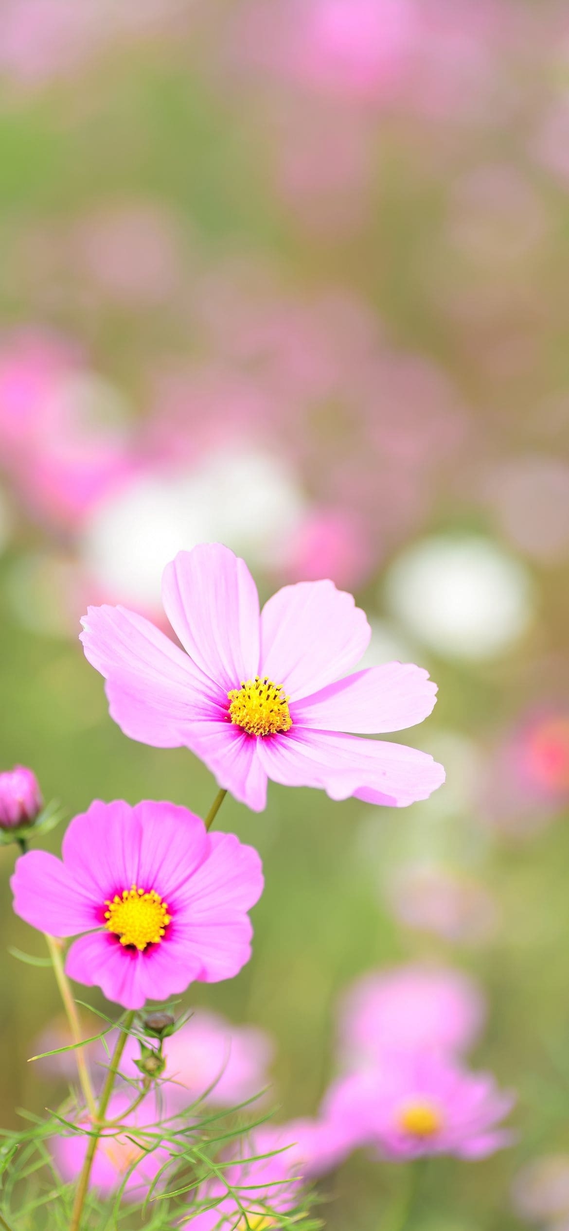 ピンク・黄色の花の1170 x 2532 / スマホ壁紙