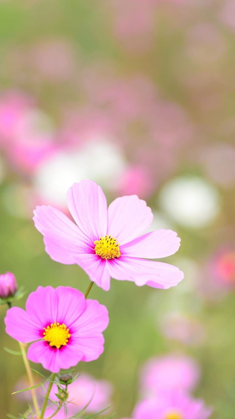 ピンク・黄色の花の750 x 1334 / スマホ壁紙