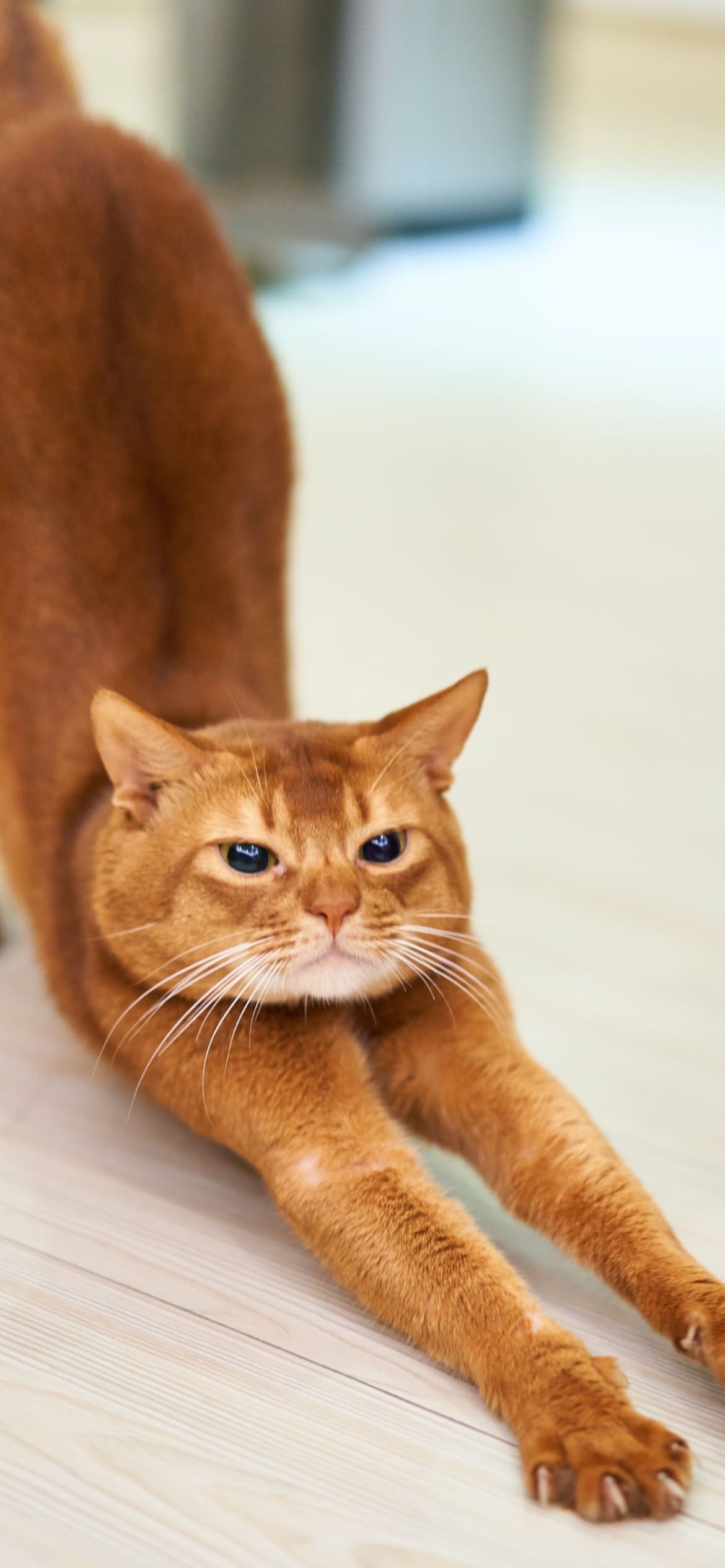 ストレッチをする茶色の猫の1170 x 2532 / スマホ壁紙