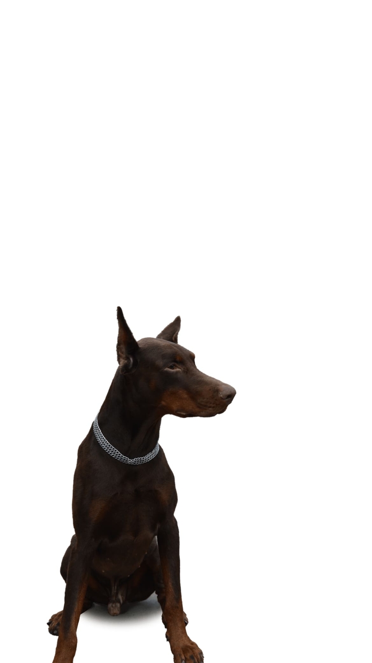 ドーベルマン 犬の750 x 1334 / スマホ壁紙