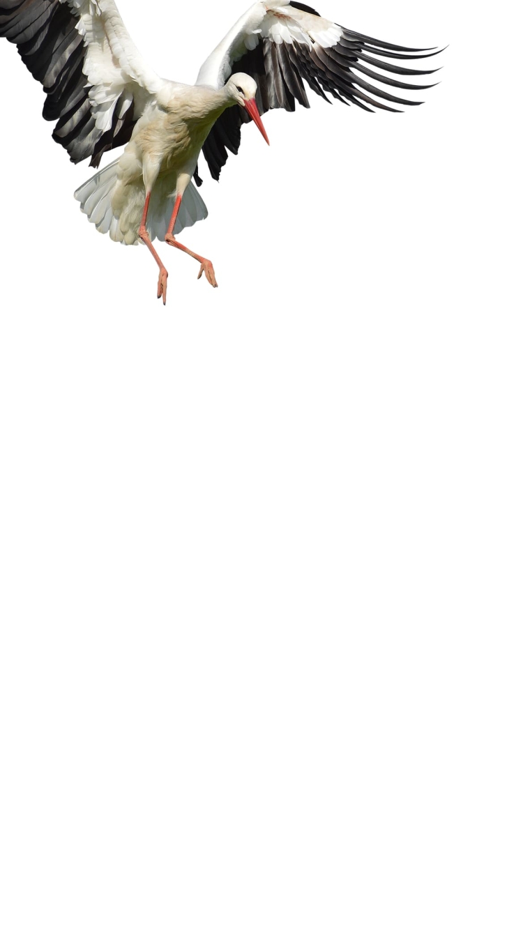 コウノトリの750 x 1334 / スマホ壁紙