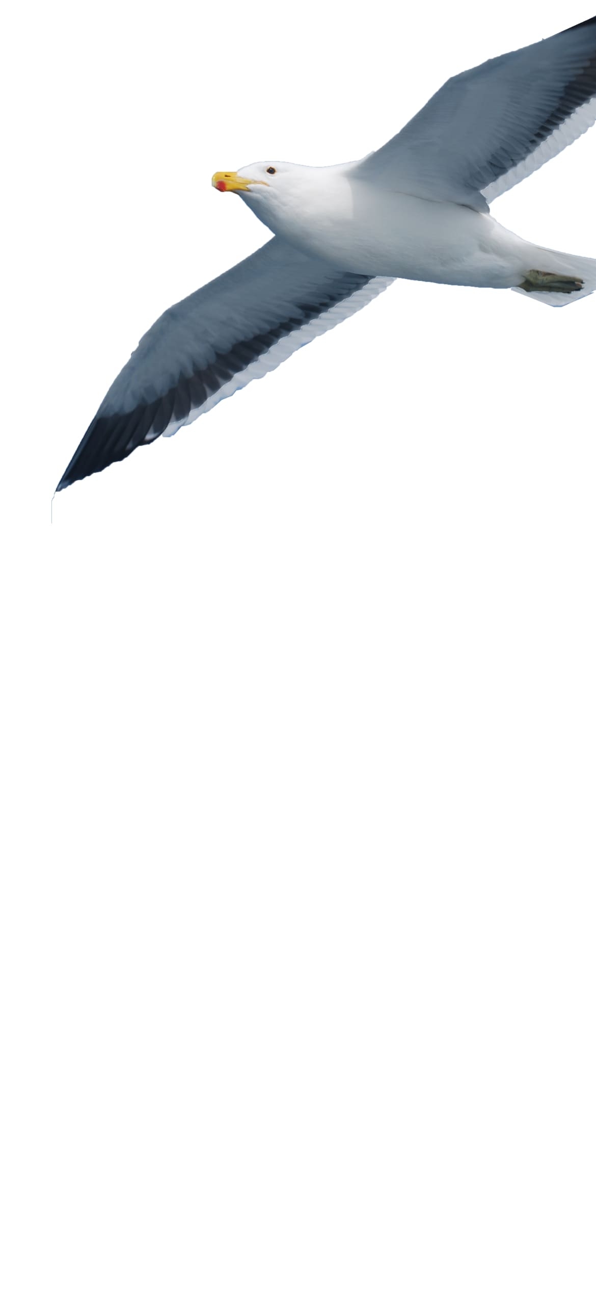カモメの1170 x 2532 / スマホ壁紙