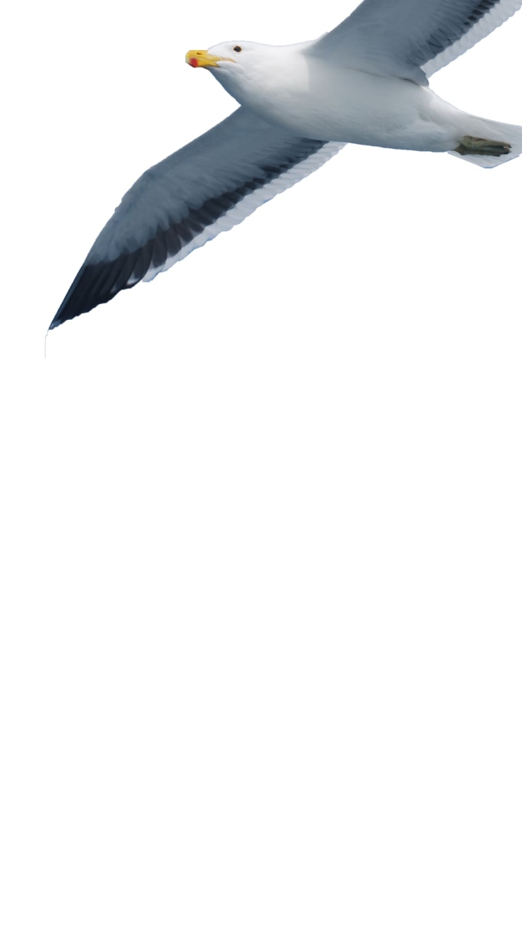 カモメの750 x 1334 / スマホ壁紙