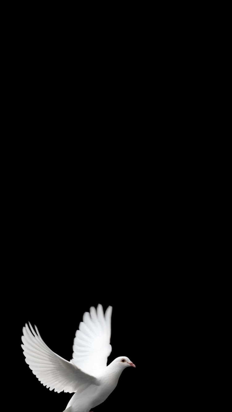 羽ばたく白い鳩の750 x 1334 / スマホ壁紙