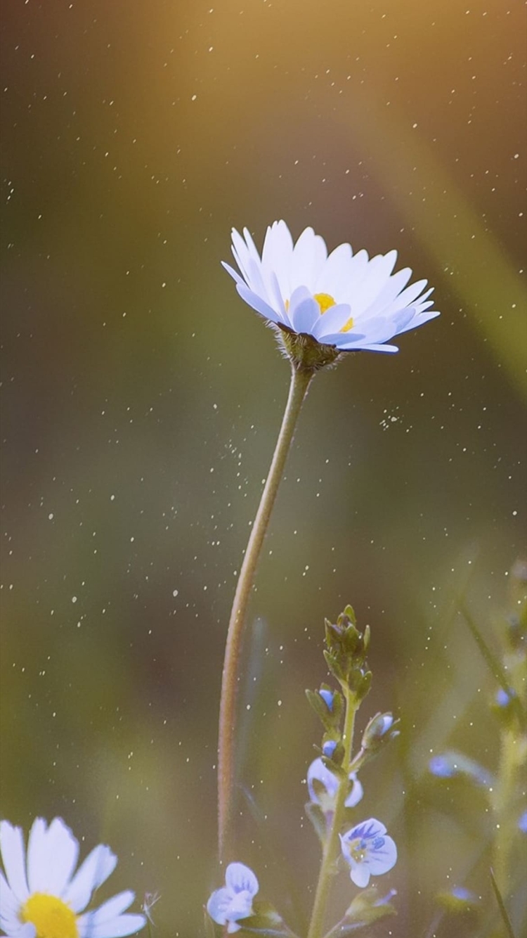 綺麗な白い花の750 x 1334 / スマホ壁紙