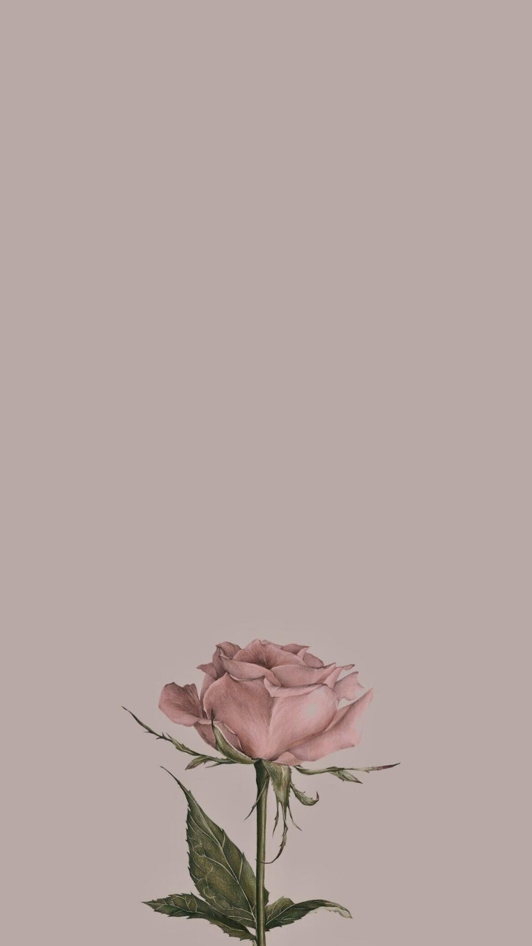 ビンテージ 綺麗なピンクの薔薇の750 x 1334 / スマホ壁紙