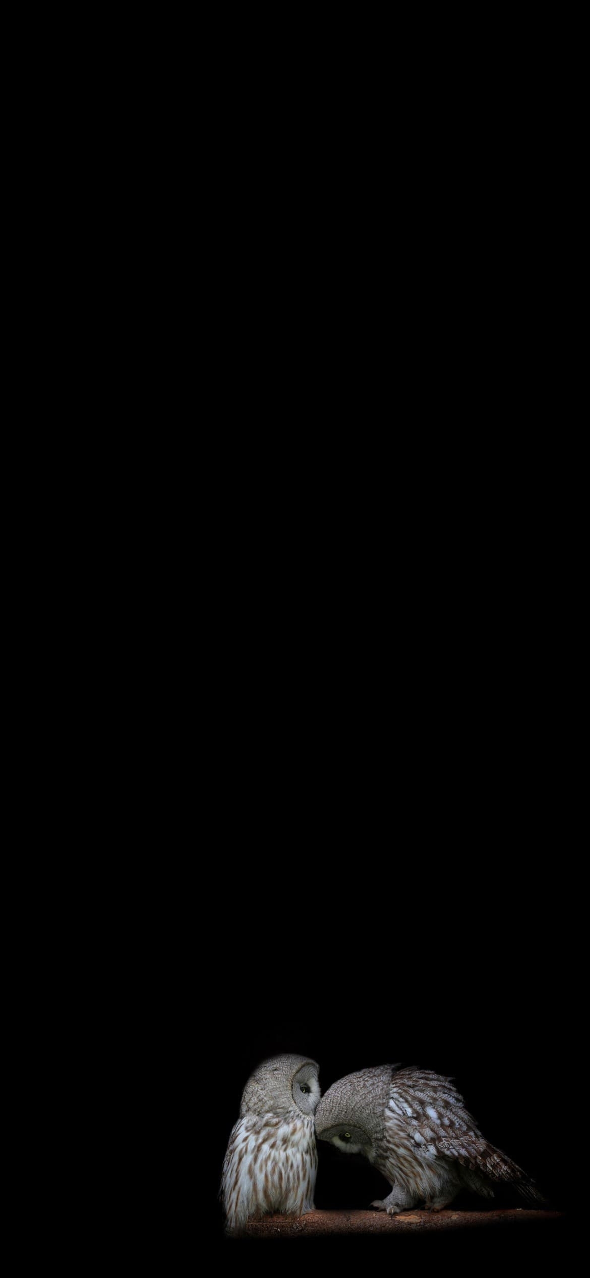 メンフクロウの1170 x 2532 / スマホ壁紙