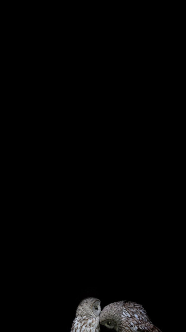 メンフクロウの750 x 1334 / スマホ壁紙