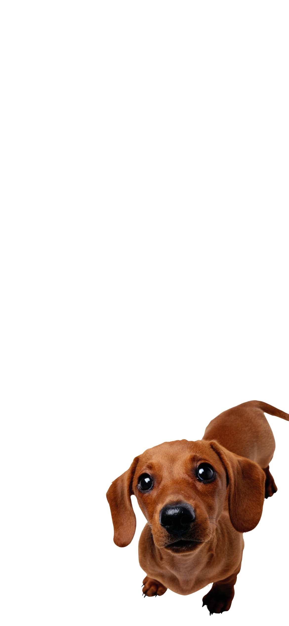 ダックスフント 犬の1170 x 2532 / スマホ壁紙