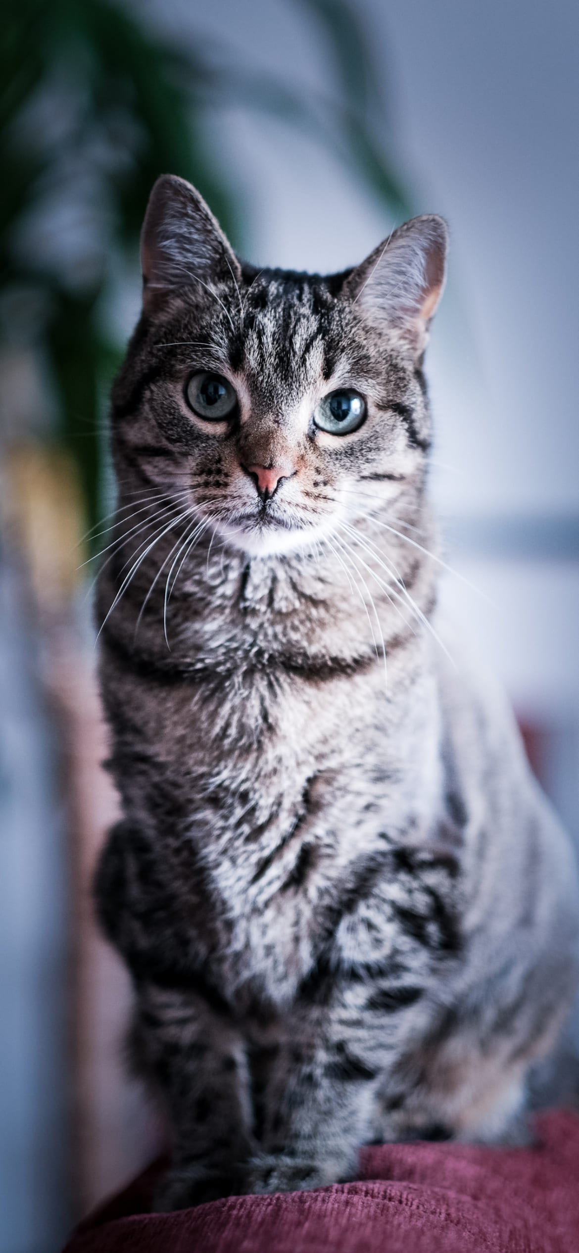 真っすぐ正面を見つめる凛々しい雄猫の1170 x 2532 / スマホ壁紙