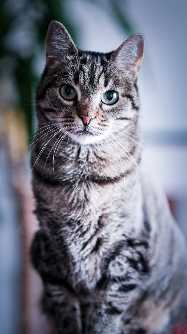 真っすぐ正面を見つめる凛々しい雄猫の750 x 1334 / スマホ壁紙