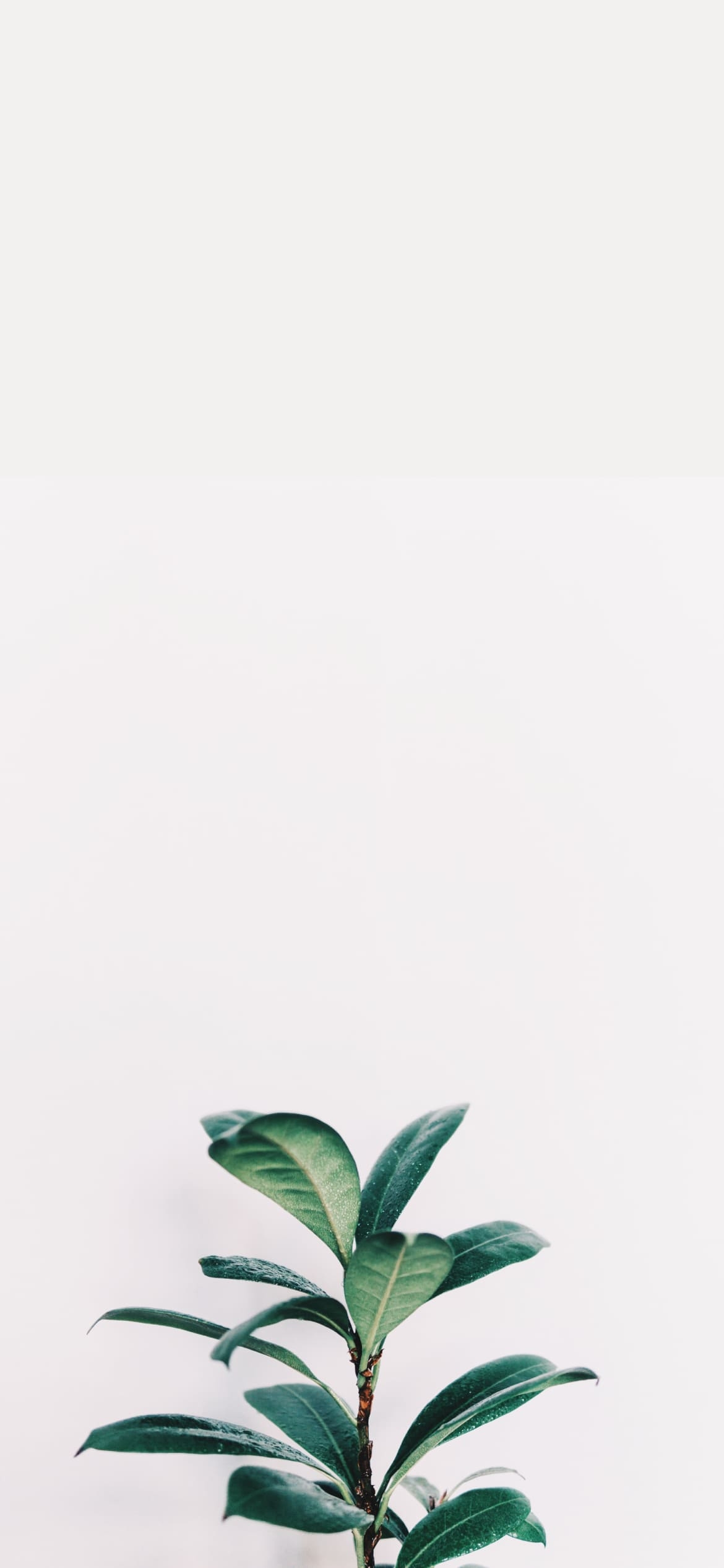 緑の観葉植物の1170 x 2532 / スマホ壁紙