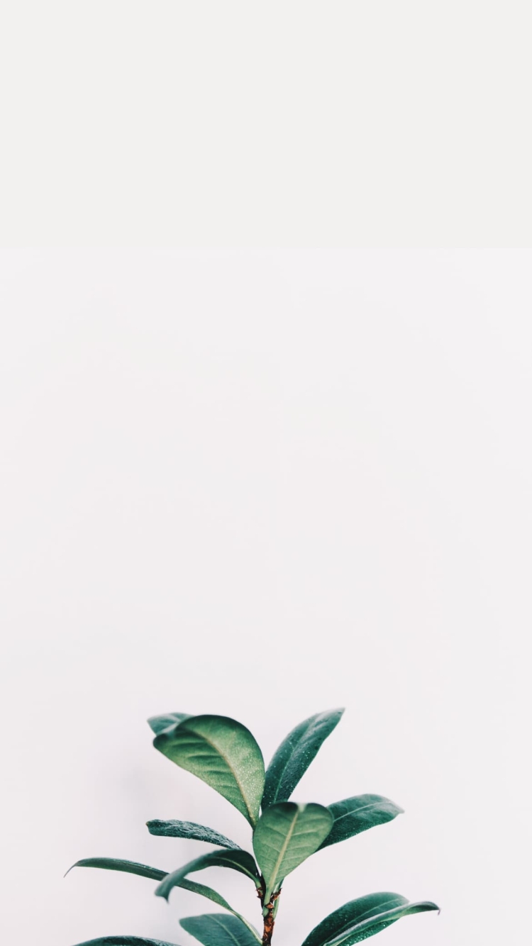 緑の観葉植物の750 x 1334 / スマホ壁紙