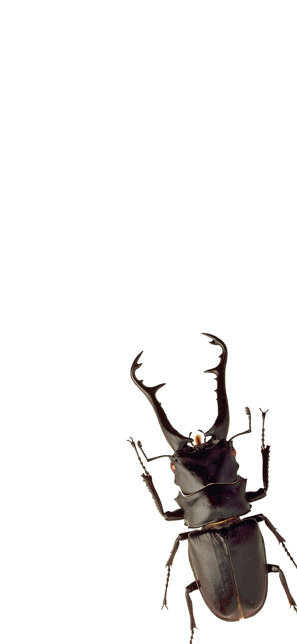 クワガタの1170 x 2532 / スマホ壁紙