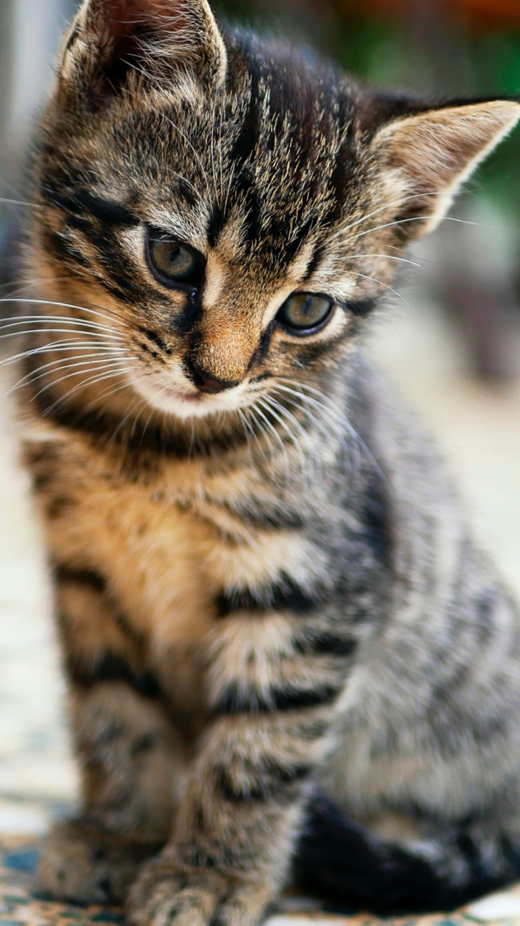 斜め下を見つめる可愛い子猫の750 x 1334 / スマホ壁紙