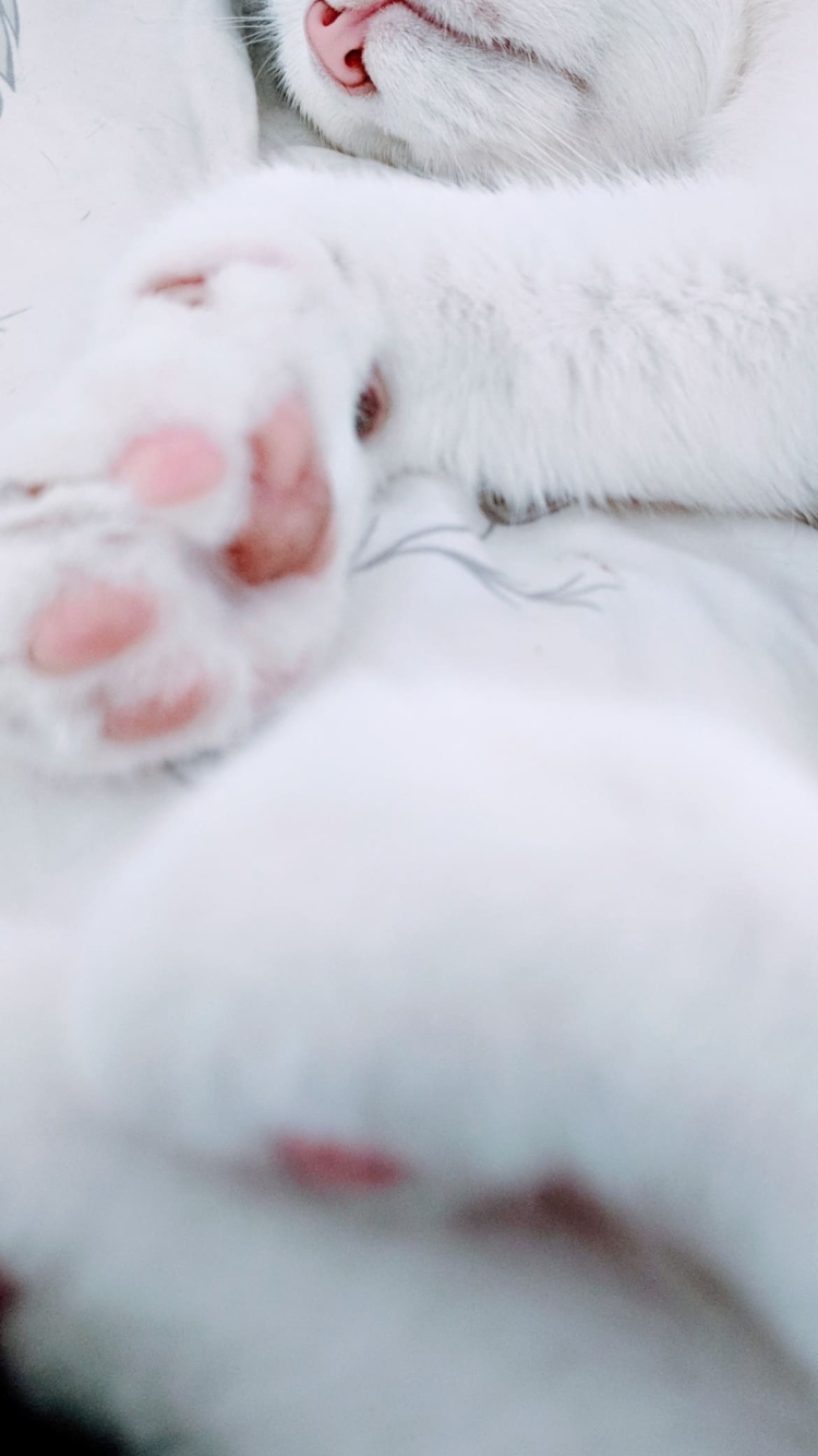 寝ている白い猫の肉球の750 x 1334 / スマホ壁紙