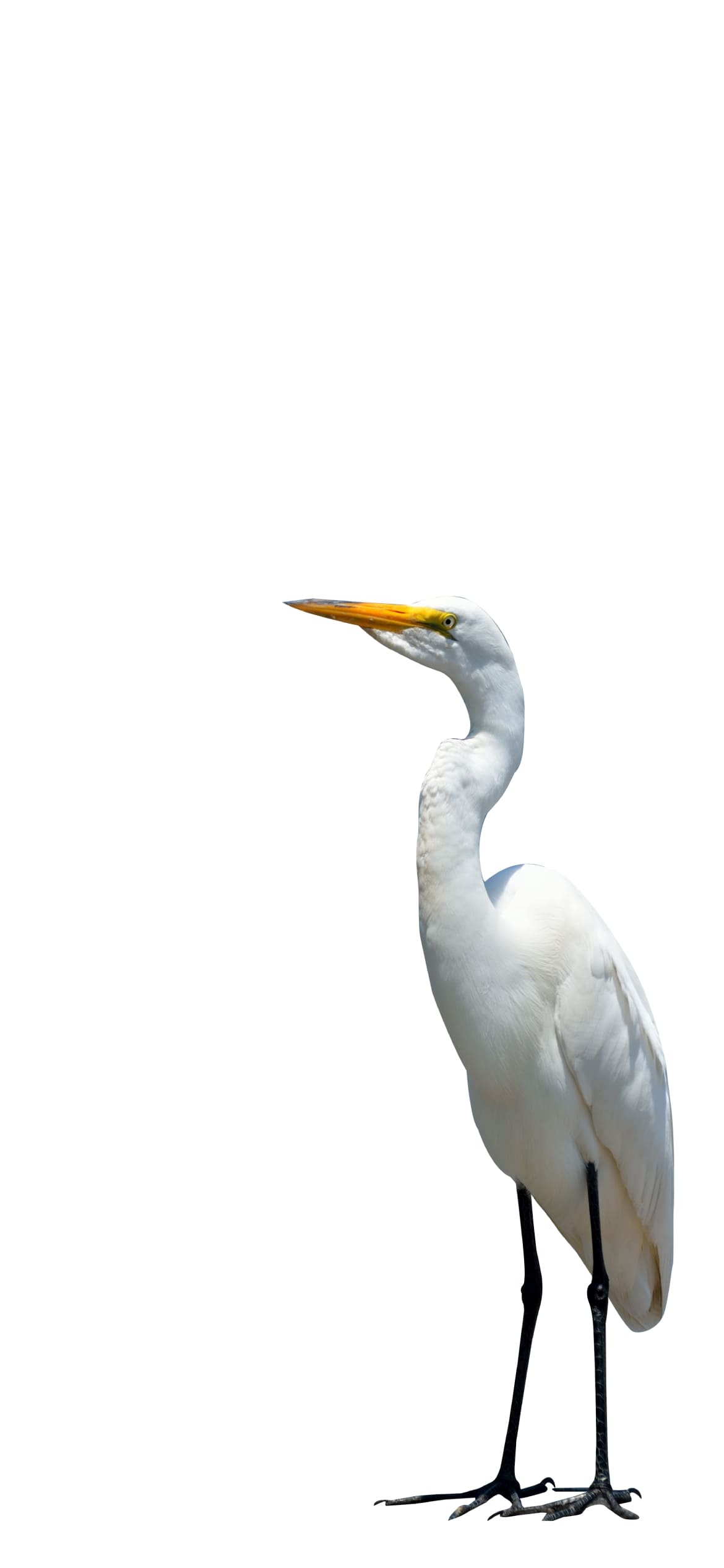 サギの1170 x 2532 / スマホ壁紙