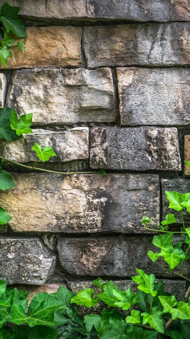 石垣と緑の葉の750 x 1334 / スマホ壁紙