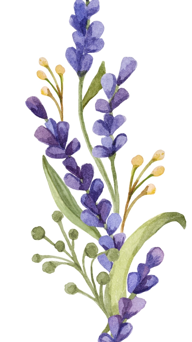 ラベンダーの750 x 1334 / スマホ壁紙