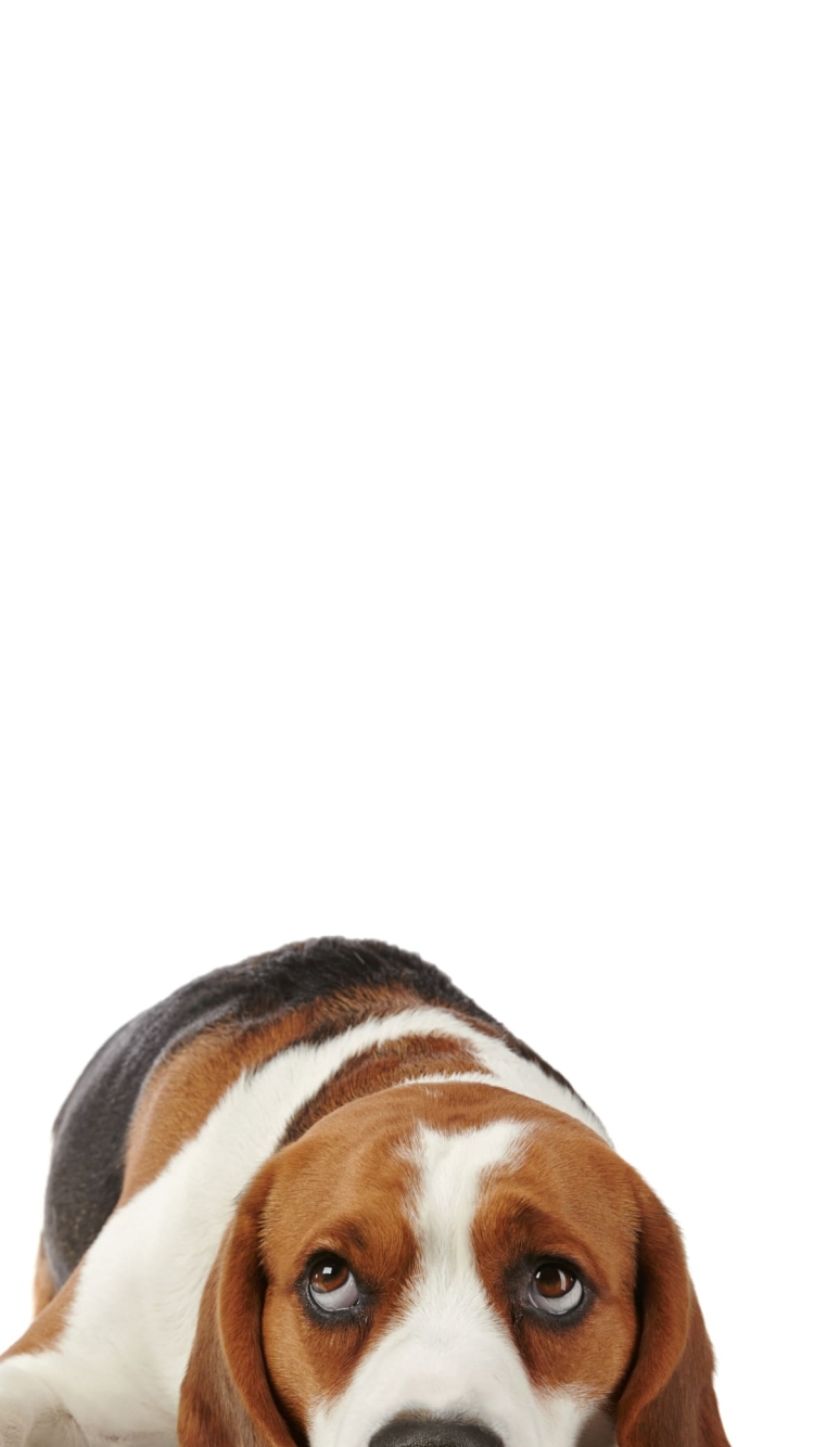 バセット・ハウンド 犬の750 x 1334 / スマホ壁紙