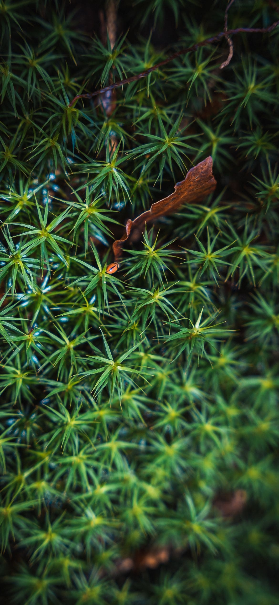 綺麗な緑の草の1170 x 2532 / スマホ壁紙