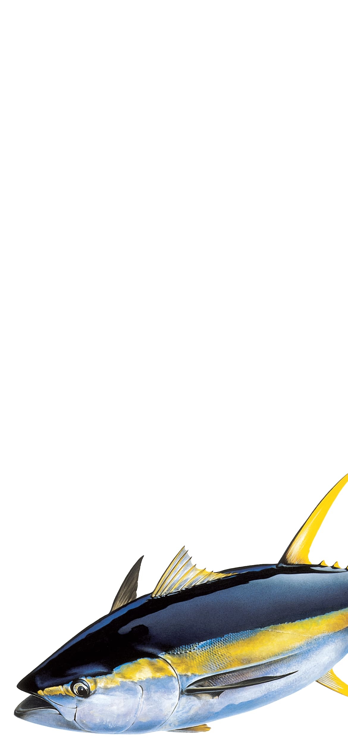 マグロの1170 x 2532 / スマホ壁紙