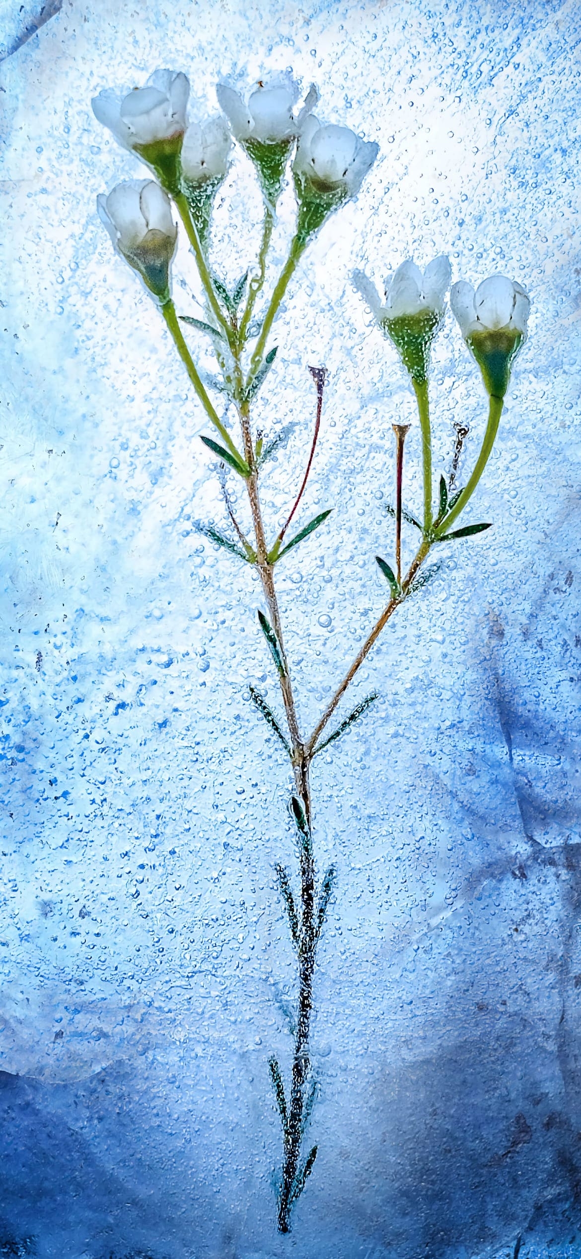 氷の中の白い花の1170 x 2532 / スマホ壁紙