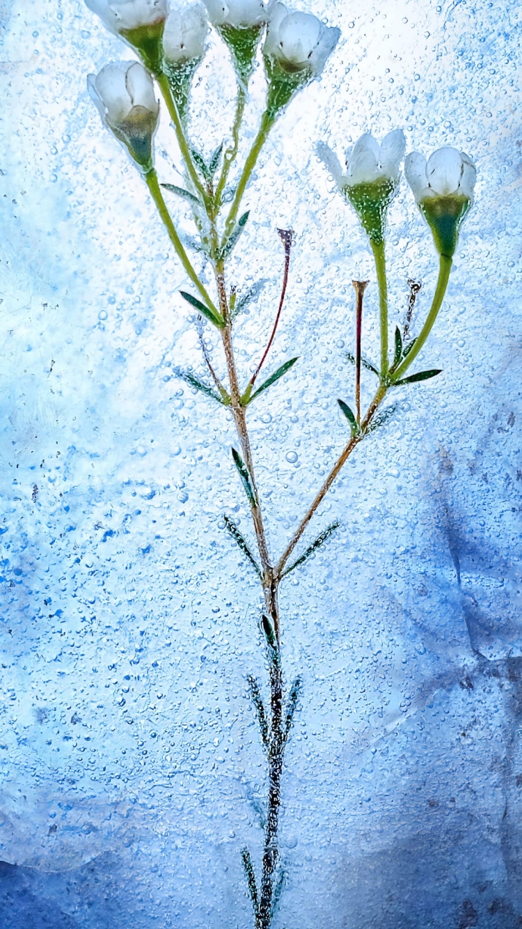 氷の中の白い花の750 x 1334 / スマホ壁紙