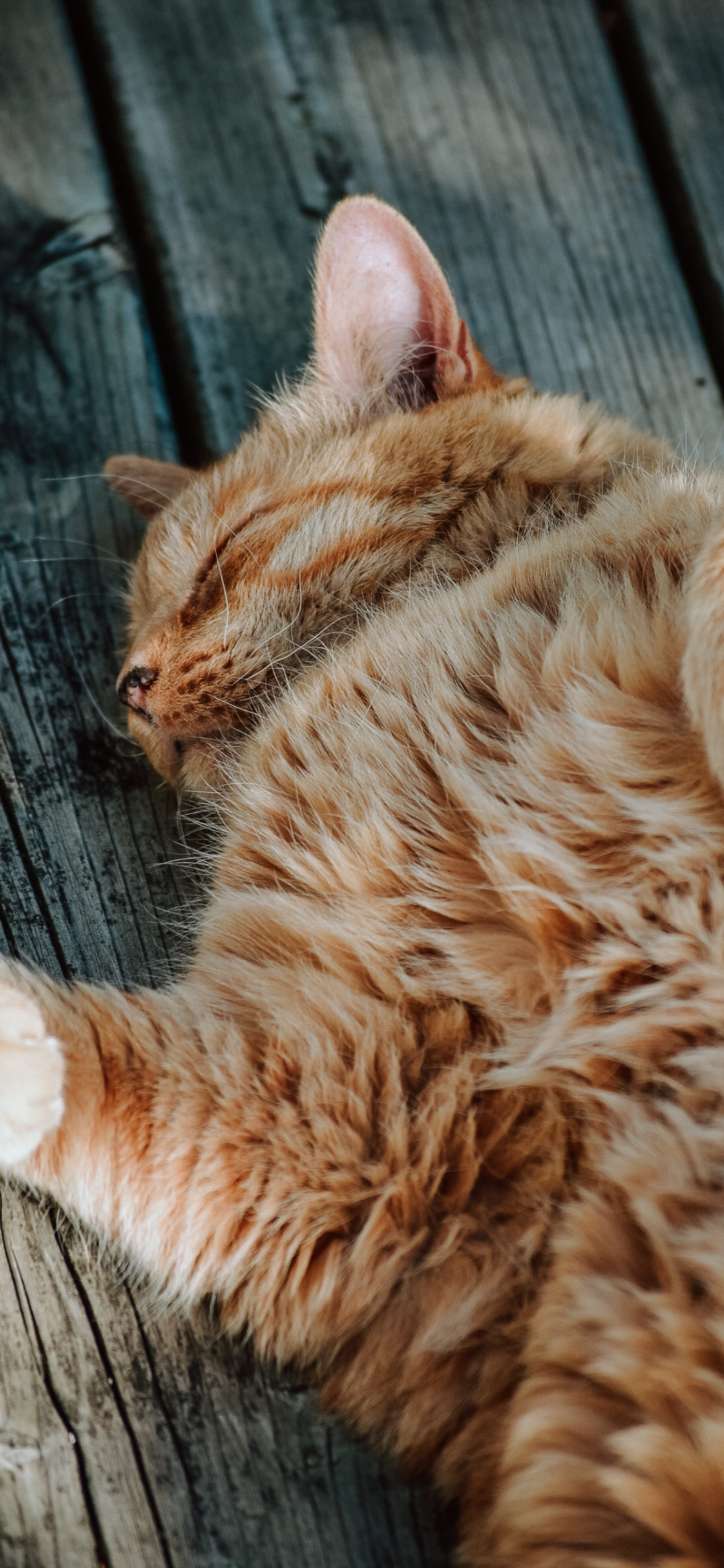 お昼寝する茶色い猫の1170 x 2532 / スマホ壁紙