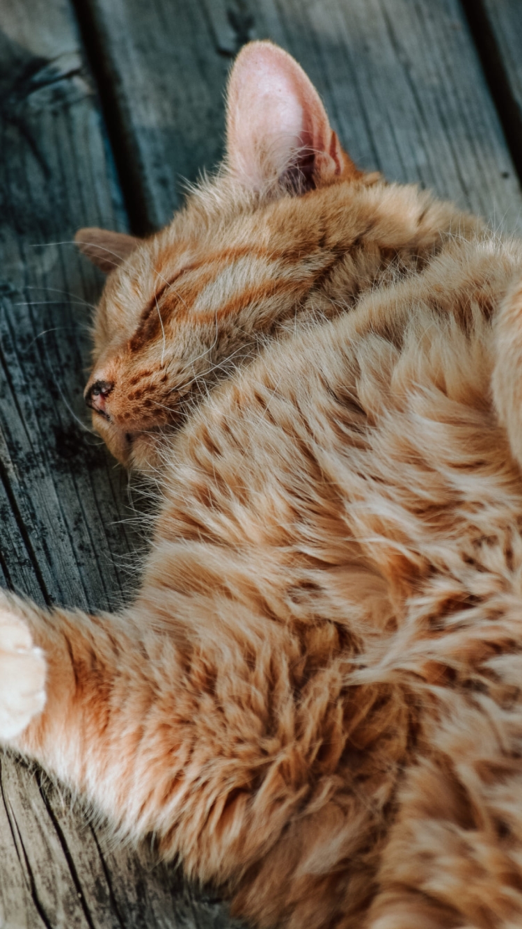 お昼寝する茶色い猫の750 x 1334 / スマホ壁紙