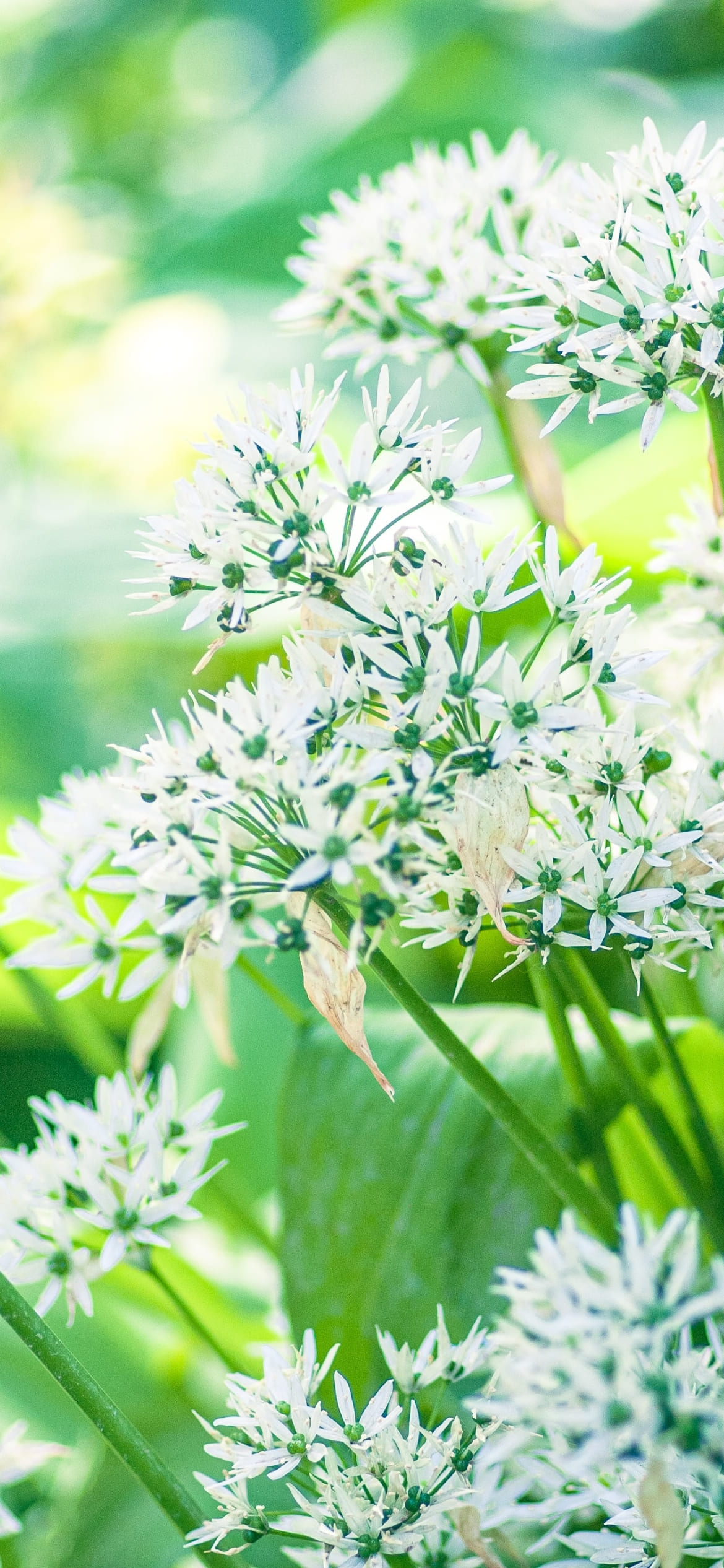 白いアリウムの花の1170 x 2532 / スマホ壁紙