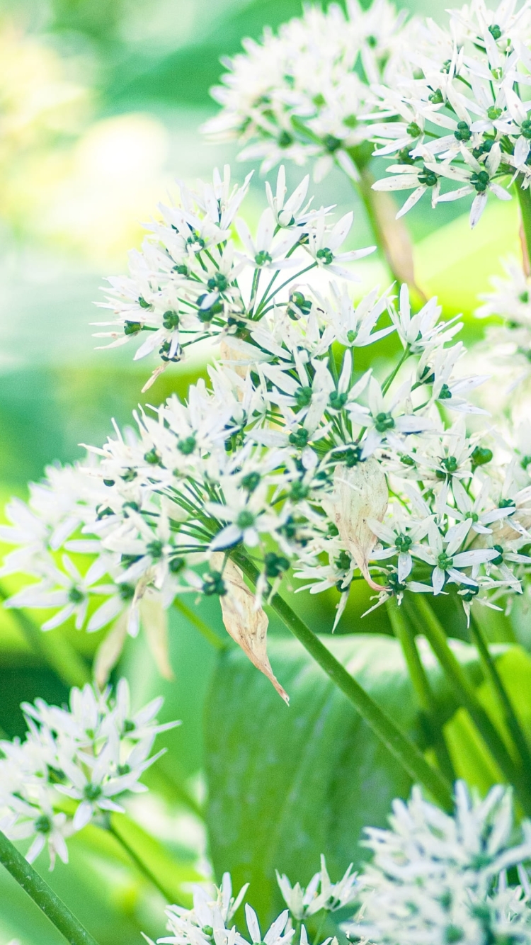 白いアリウムの花の750 x 1334 / スマホ壁紙