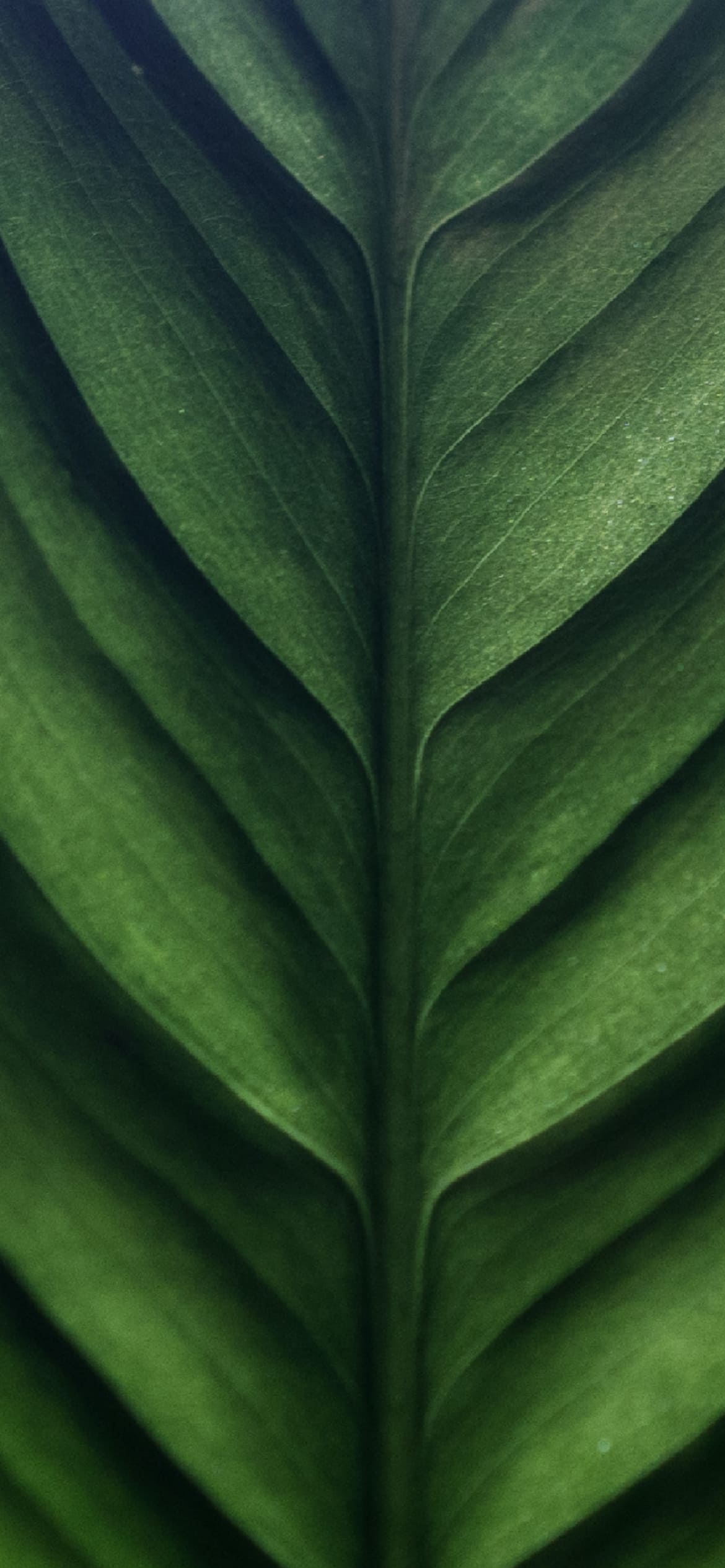 綺麗な緑の葉っぱのクローズアップの1170 x 2532 / スマホ壁紙