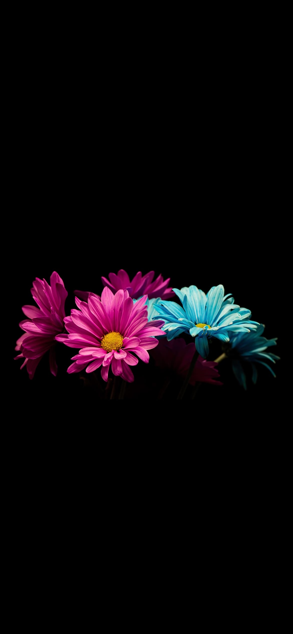 綺麗なピンクと水色の花の1170 x 2532 / スマホ壁紙