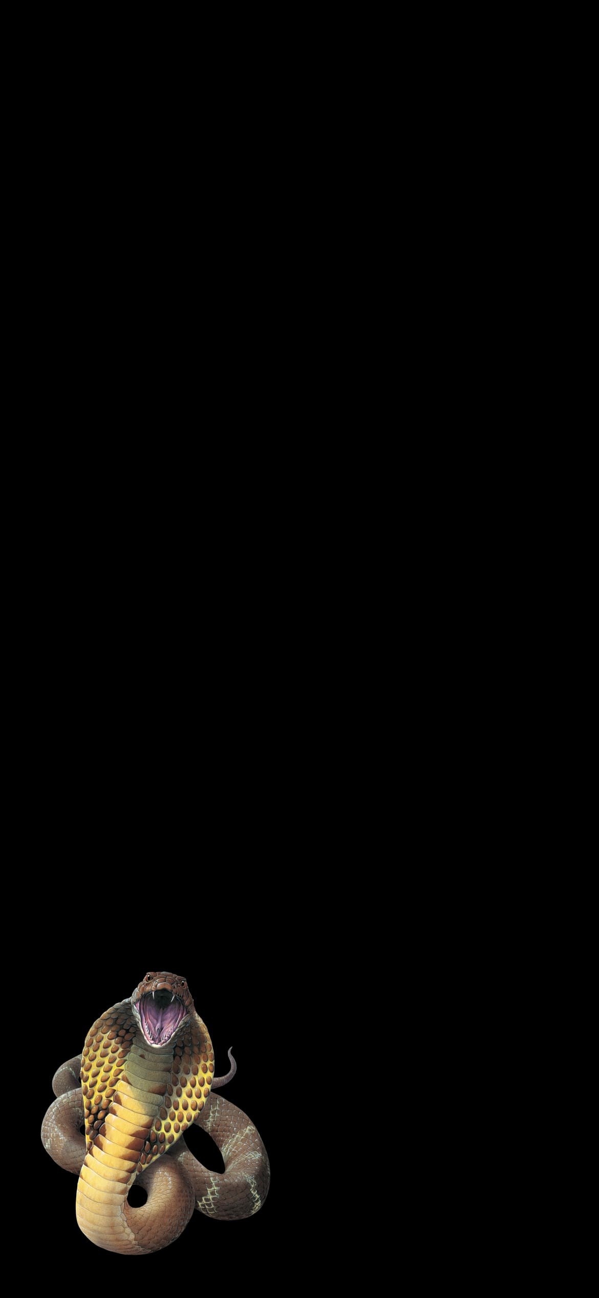 キングコブラの1170 x 2532 / スマホ壁紙