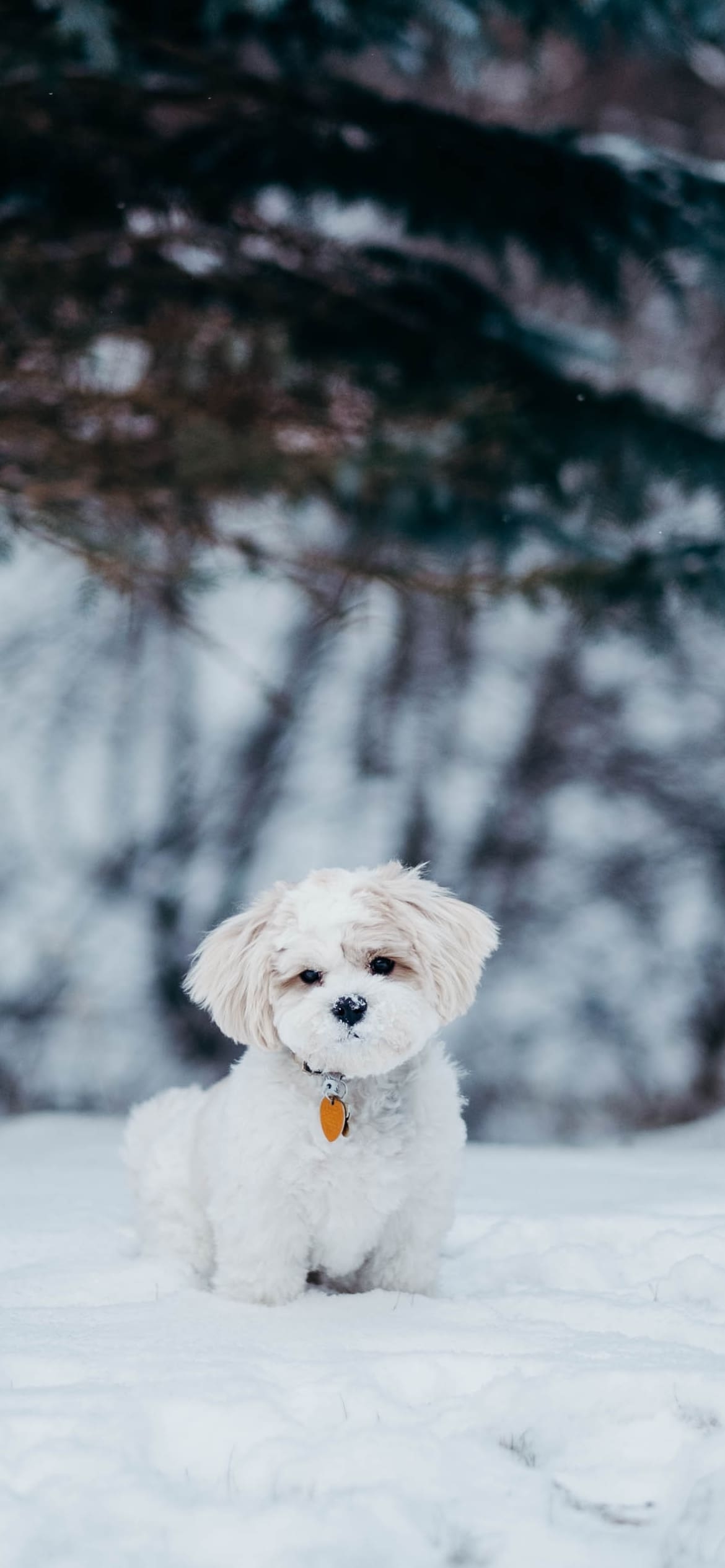 雪の中の子犬の1170 x 2532 / スマホ壁紙