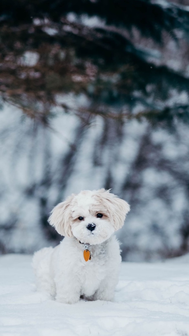 雪の中の子犬の750 x 1334 / スマホ壁紙