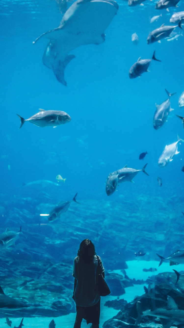 水族館を眺める女性の750 x 1334 / スマホ壁紙