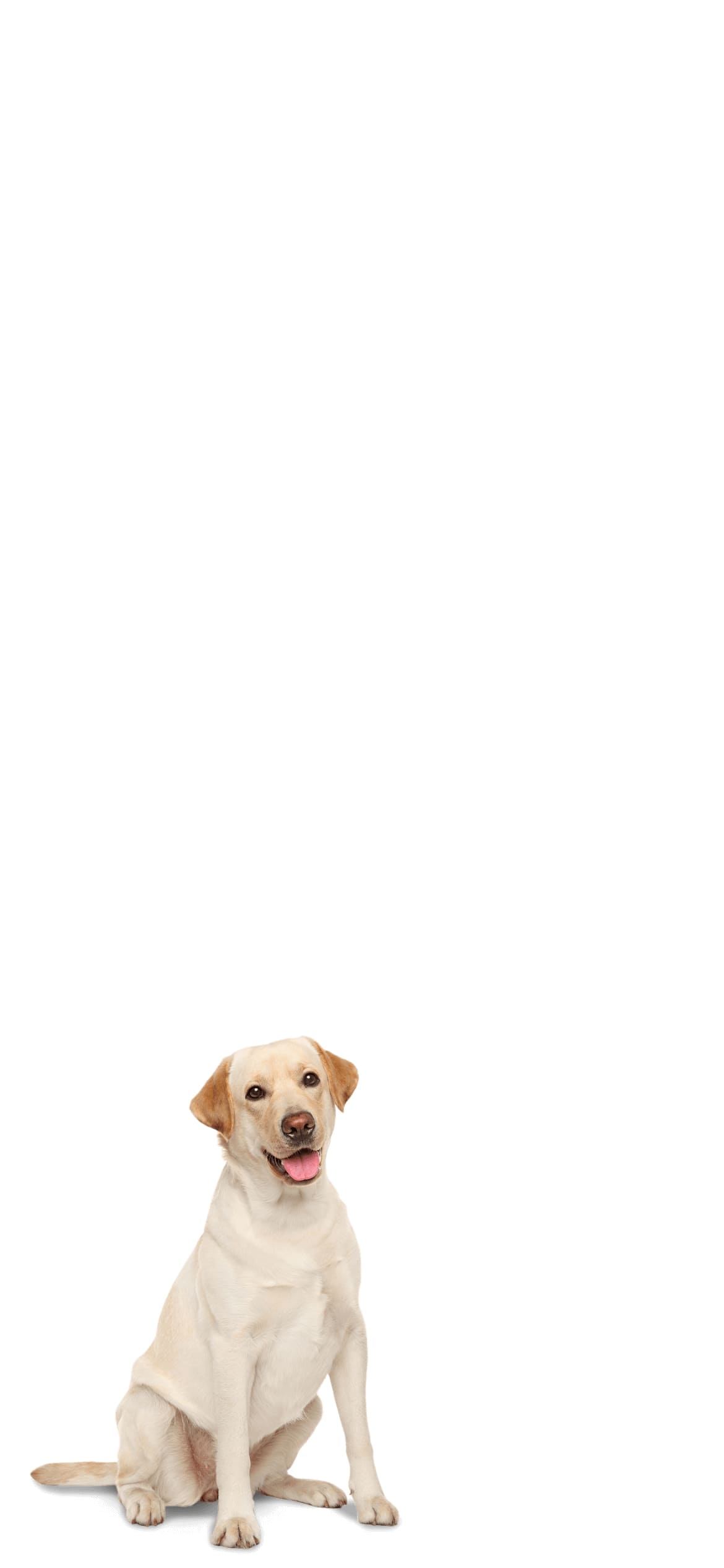 ラブラドール・レトリーバー 犬の1170 x 2532 / スマホ壁紙