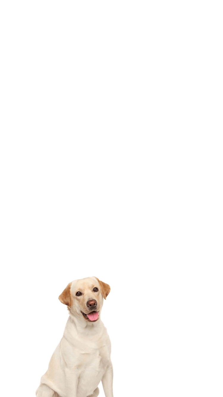 ラブラドール・レトリーバー 犬の750 x 1334 / スマホ壁紙