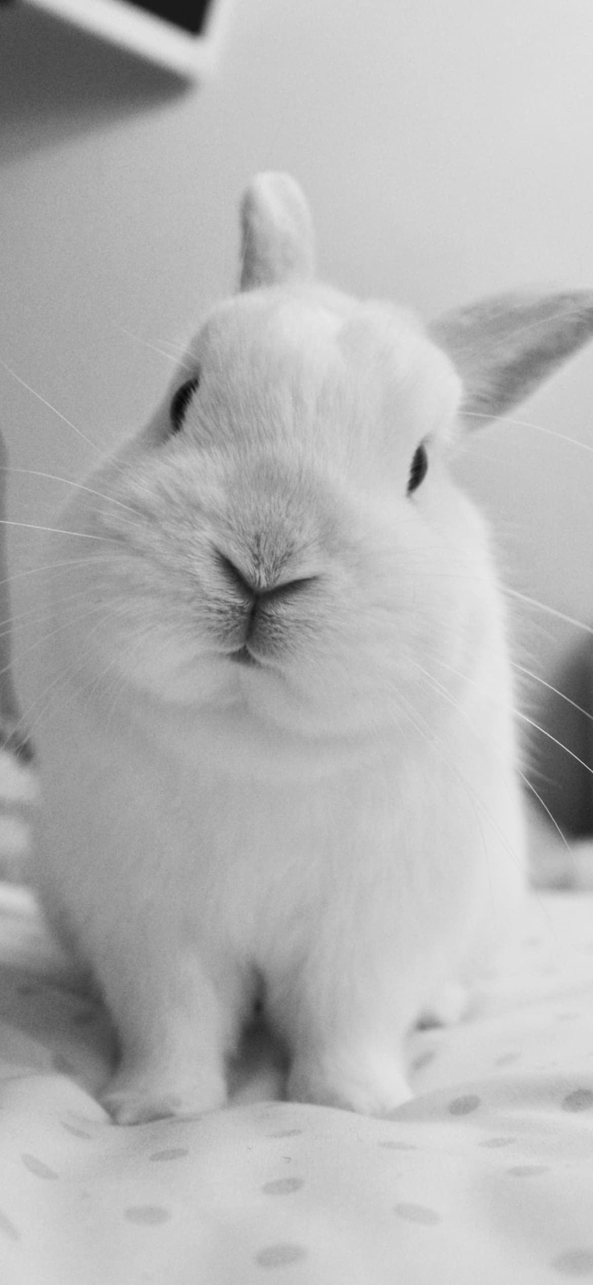 首をかしげたかわいい兎のiphone12 Iphone13 Iphone14用のスマホ壁紙 壁紙キングダム