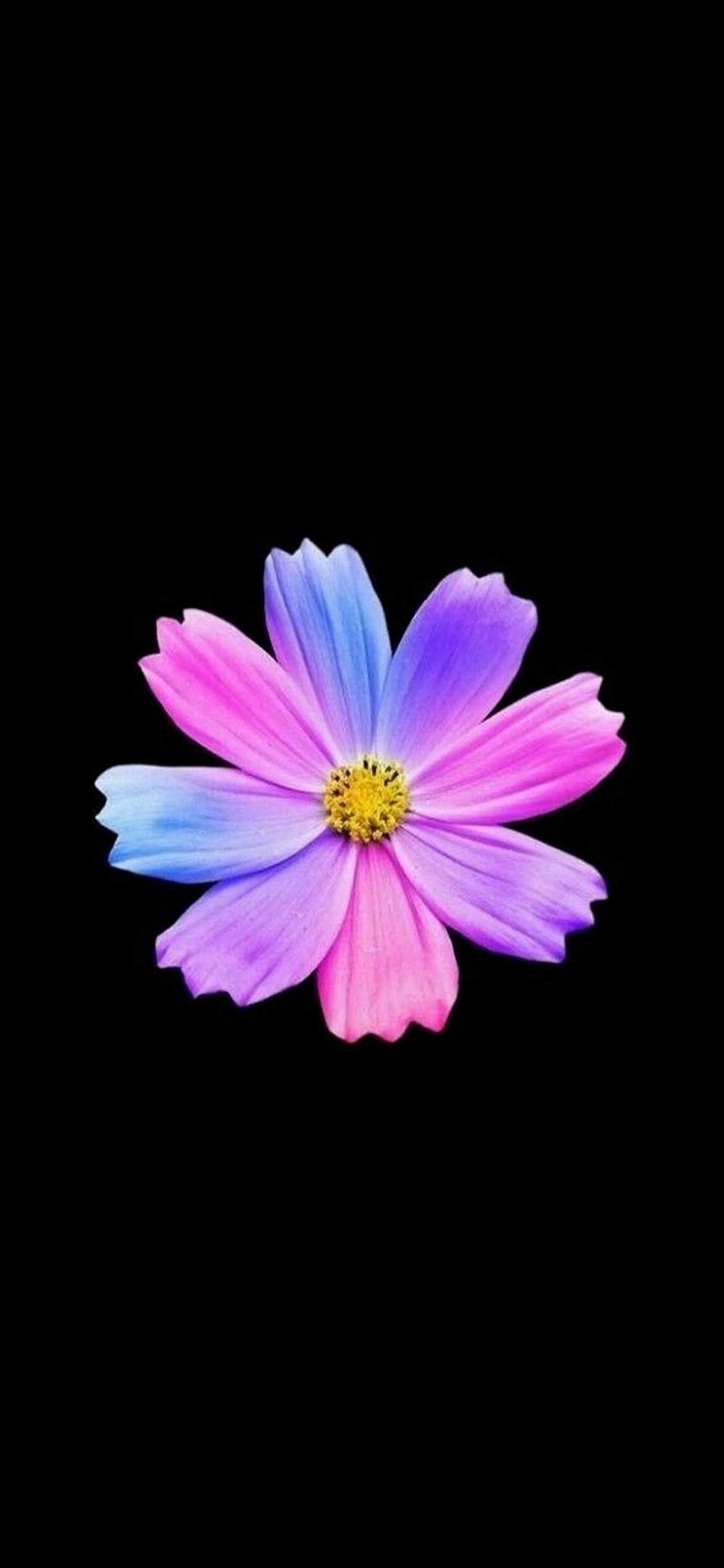 紫・ピンク・水色の花の1170 x 2532 / スマホ壁紙